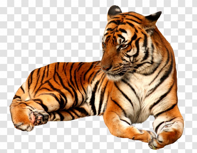Tiger - Wildlife - Whiskers Transparent PNG
