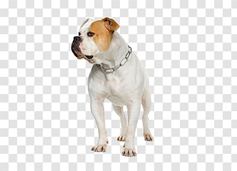 American Bulldog Pit Bull Terrier Olde English Bulldogge Boxer Transparent PNG