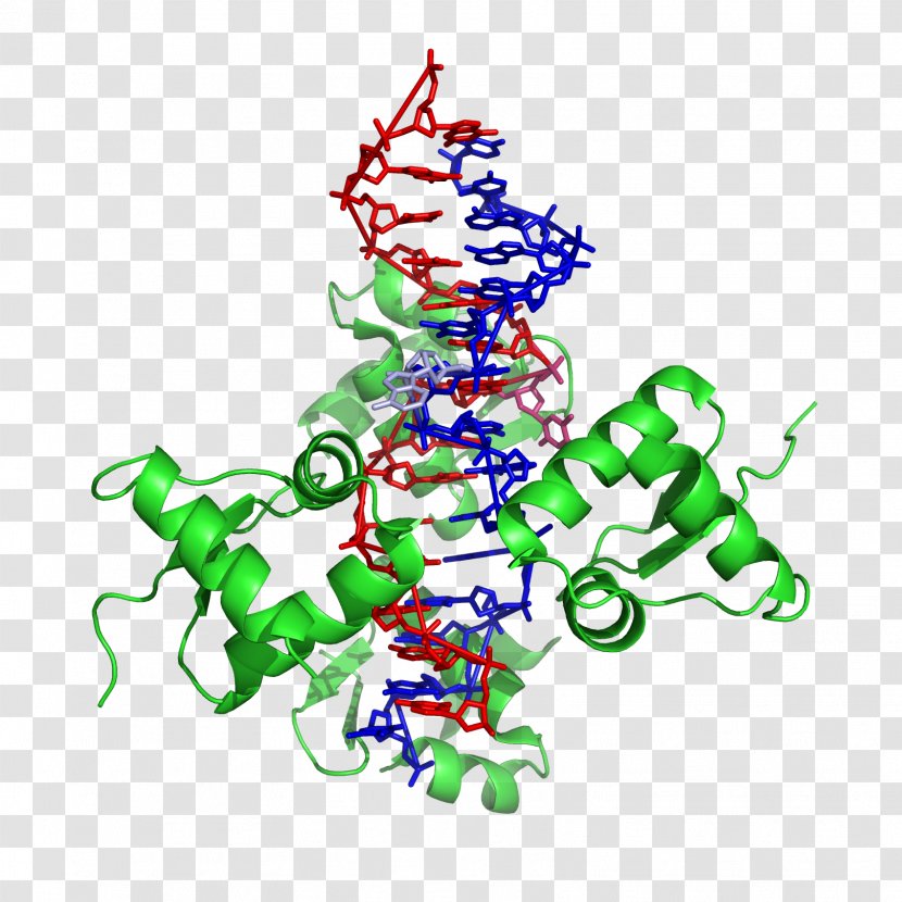Z-DNA Nucleic Acid Double Helix ADAR A-DNA - Christmas - DNA Transparent PNG