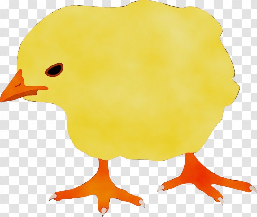 Bird Beak Yellow Chicken Clip Art - Paint - Flightless Transparent PNG
