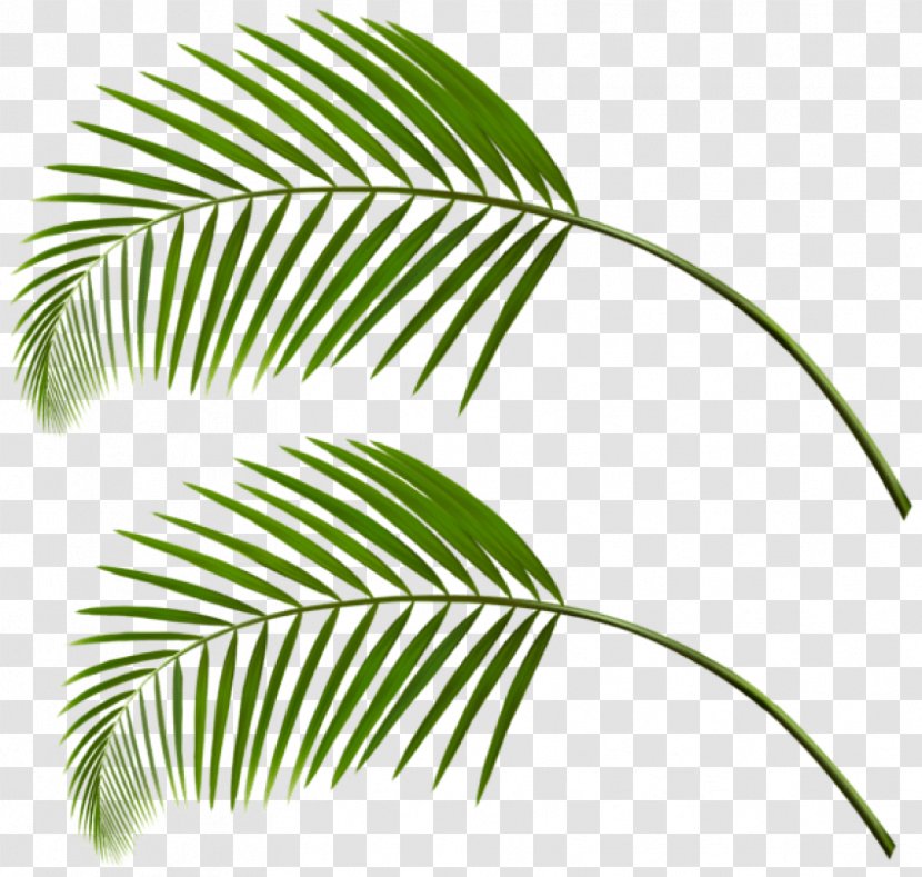 Clip Art Image Palm Trees Leaf - Frond Transparent PNG