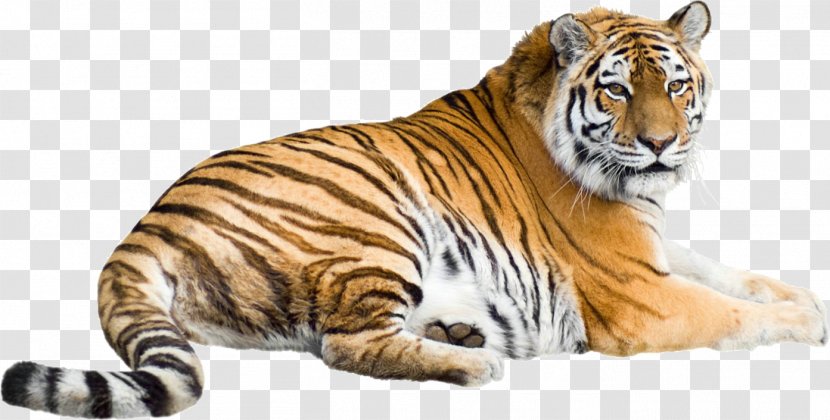 Siberian Tiger Stock Photography Vector Graphics Image Illustration - Cat Like Mammal - Beautiful Transparent PNG