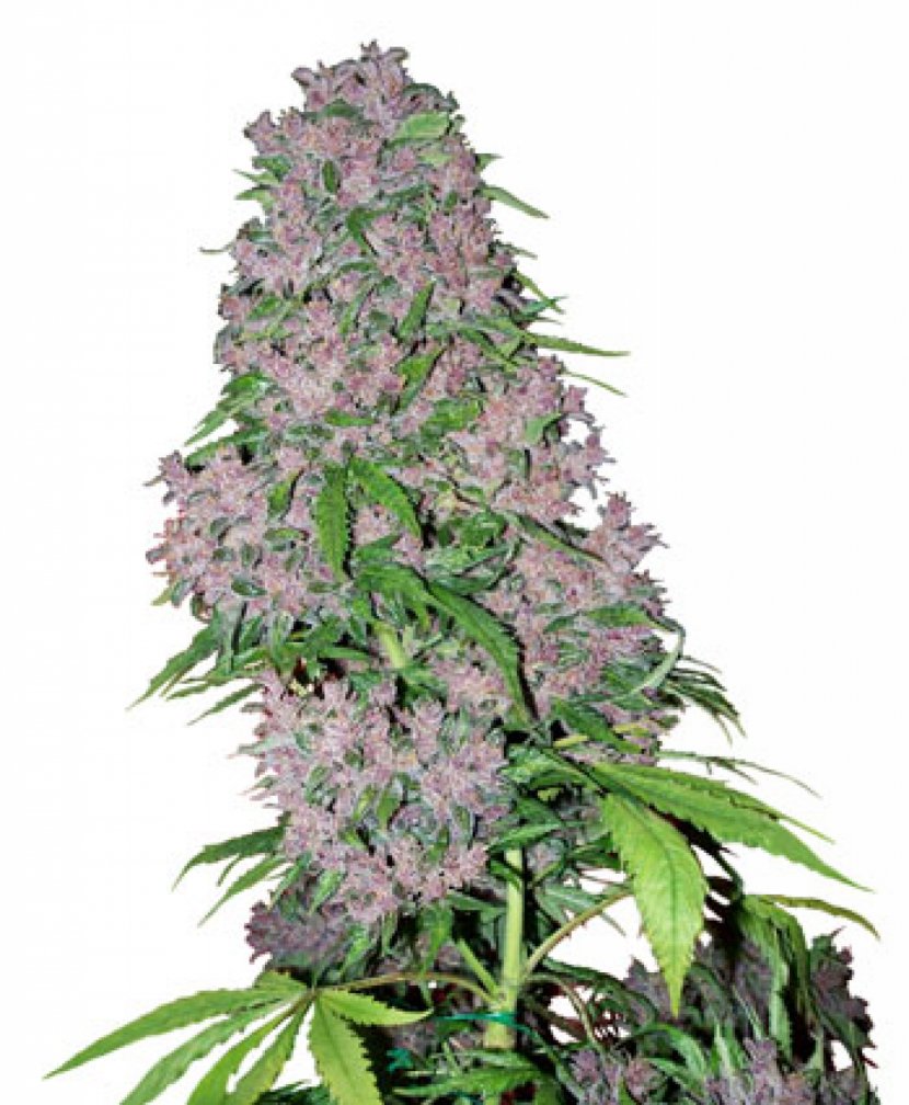 Kush Cannabis Sativa Bud Seed - Label - Skunk Transparent PNG