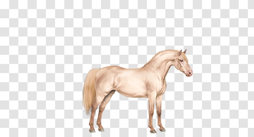 Mustang Foal Stallion Mare Colt - Halter - Pink Horses Transparent PNG