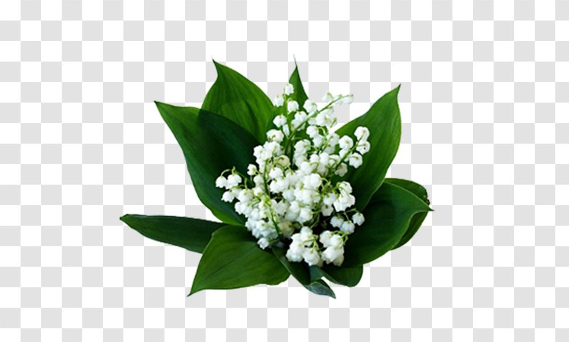 Lily Of The Valley Birth Flower Cut Flowers Nelumbo Nucifera - Bouquet Transparent PNG
