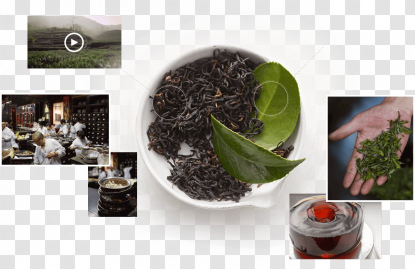 Oolong Kombucha Black Tea Da Hong Pao - Fermented - Anhua Transparent PNG