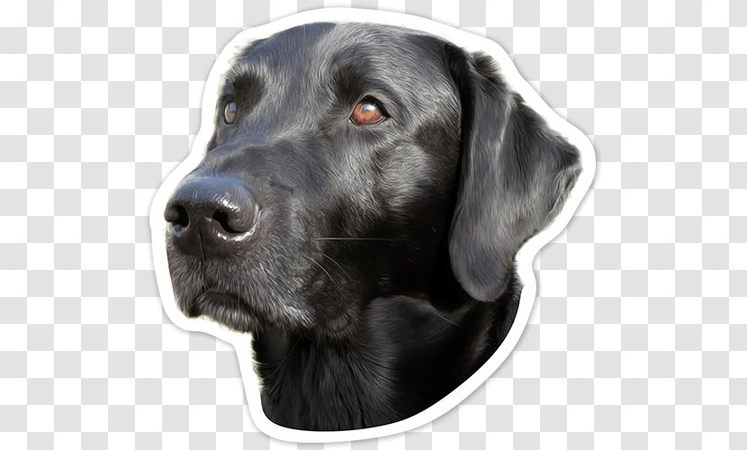 Labrador Retriever Flat-Coated Dog Breed Borador - Like Mammal - Black Lob Transparent PNG