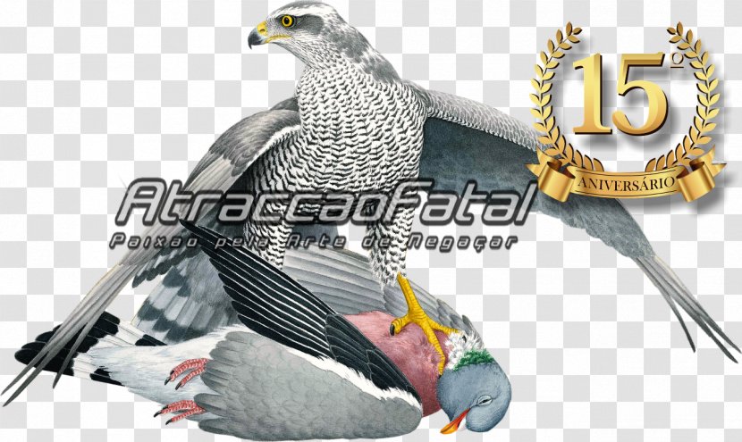 Eagle Beak Falcon Feather Transparent PNG