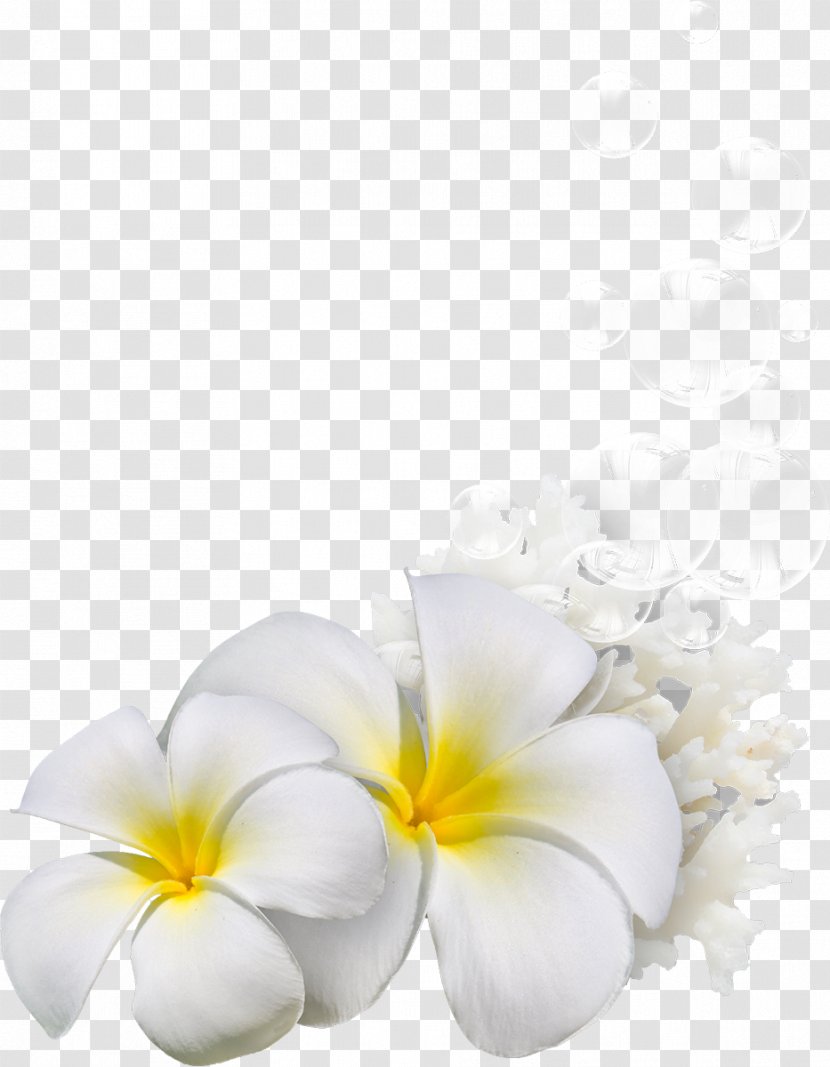 Cut Flowers Petal Still Life Photography Pin - White - Exotic Transparent PNG