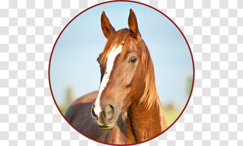 Portrait Shire Horse Canadian Fototapeta PIXERS - Supplies - Livestock Transparent PNG