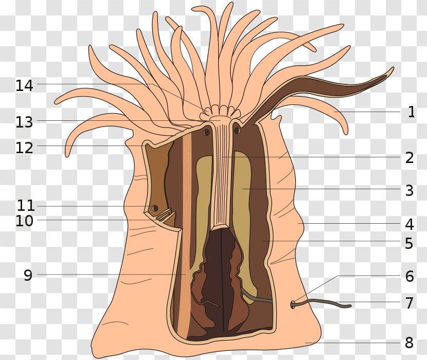 Art Forms In Nature Anthozoa Sea Anemone Mesentery Clownfish - Watercolor Transparent PNG