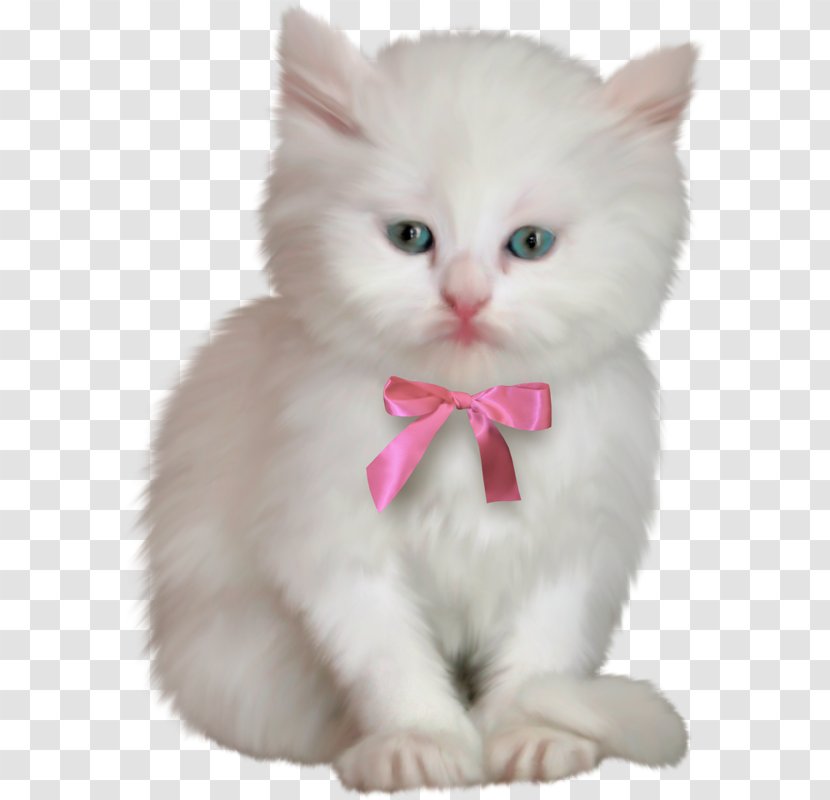 Kitten Ragdoll Birman Clip Art - Mammal Transparent PNG