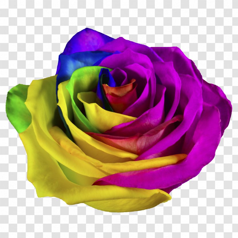 Rainbow Rose Garden Roses Shops Cut Flowers - Price Transparent PNG