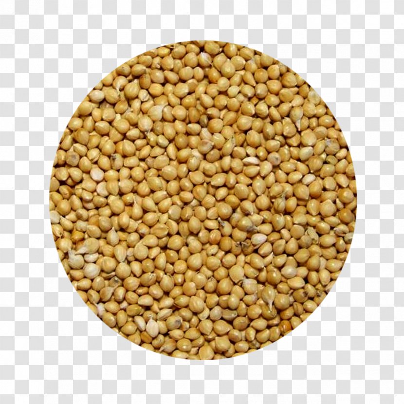 Proso Millet Grain Seed Cereal - Bean - Commodity Transparent PNG