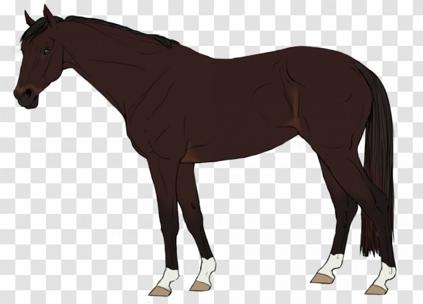 Stallion Foal Mare Mustang Colt - Tail - Groundnut Transparent PNG