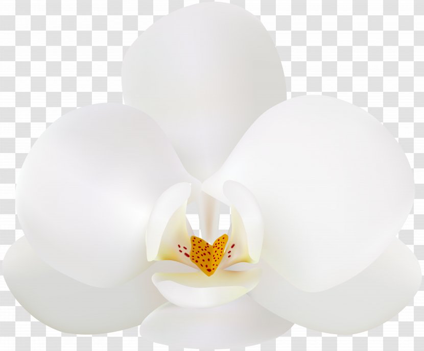 White Design Product - Orchid Clip Art Image Transparent PNG