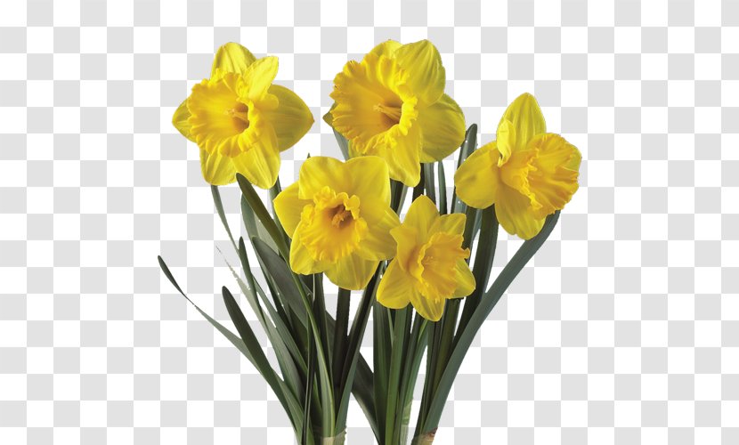 Daffodil Flower Plant Bulb Tulip - Stem - Narcissus Transparent PNG