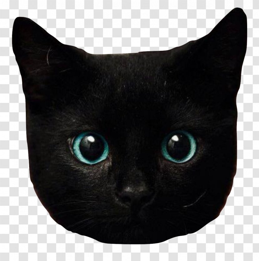 Kitten Eye Black Cat Bombay British Longhair Transparent PNG