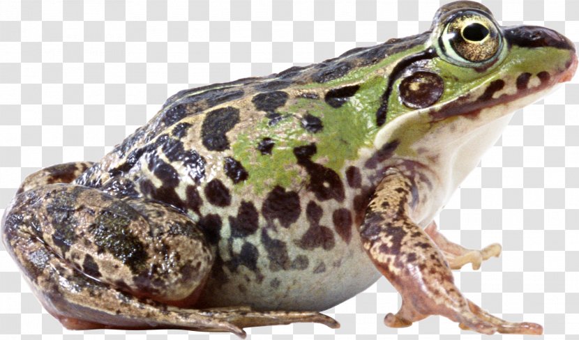 Frog Clip Art - Lithobates Clamitans Transparent PNG