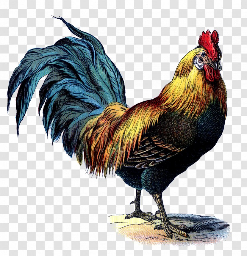 Rhode Island Red Leghorn Chicken Brahma Cornish Rooster - Cock Transparent PNG