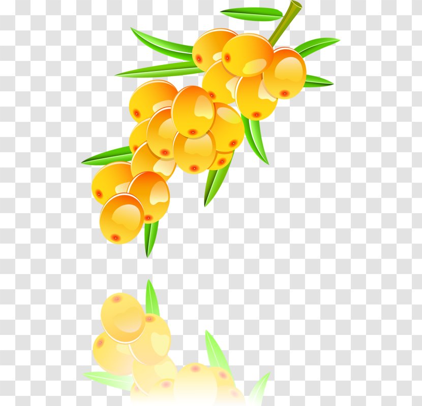 Seaberry Illustration - Plant - Hand-painted Sea Buckthorn Transparent PNG