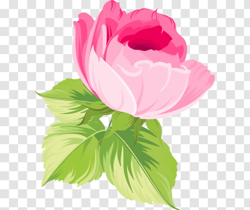 Centifolia Roses Garden Flower - Herbaceous Plant Transparent PNG