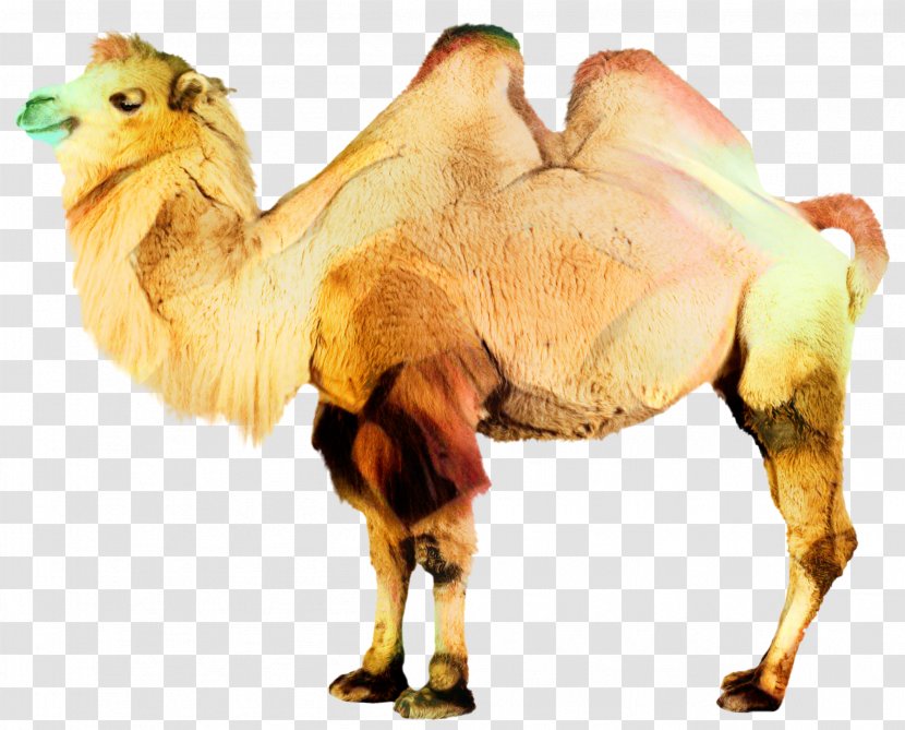 Dromedary Bactrian Camel Clip Art Transparency - Silhouette - Livestock Transparent PNG