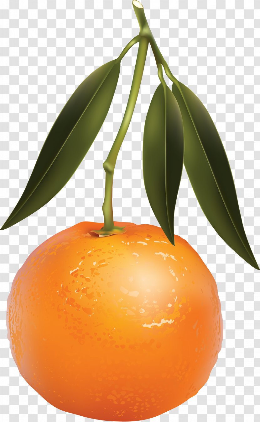 Mandarina - Fruit Tree - Oranges Transparent PNG