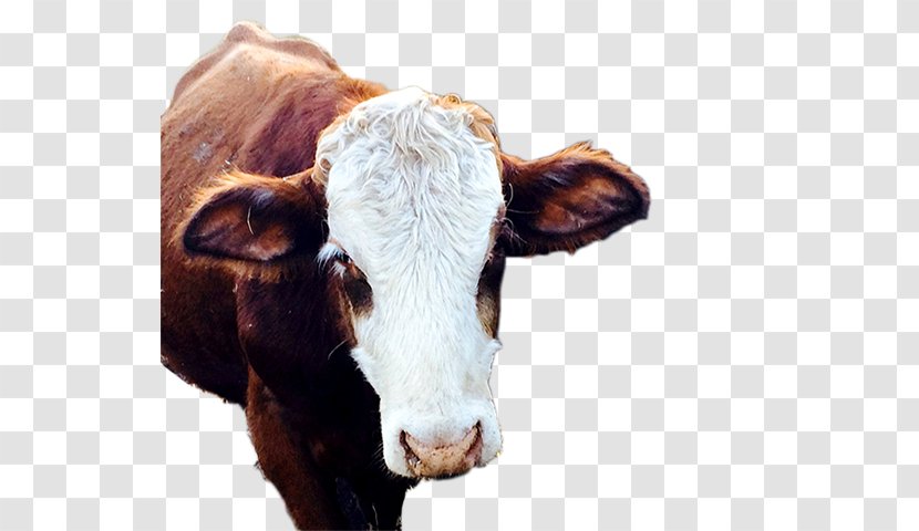 Dairy Cattle Calf Snout - Ferdinand The Bull Transparent PNG