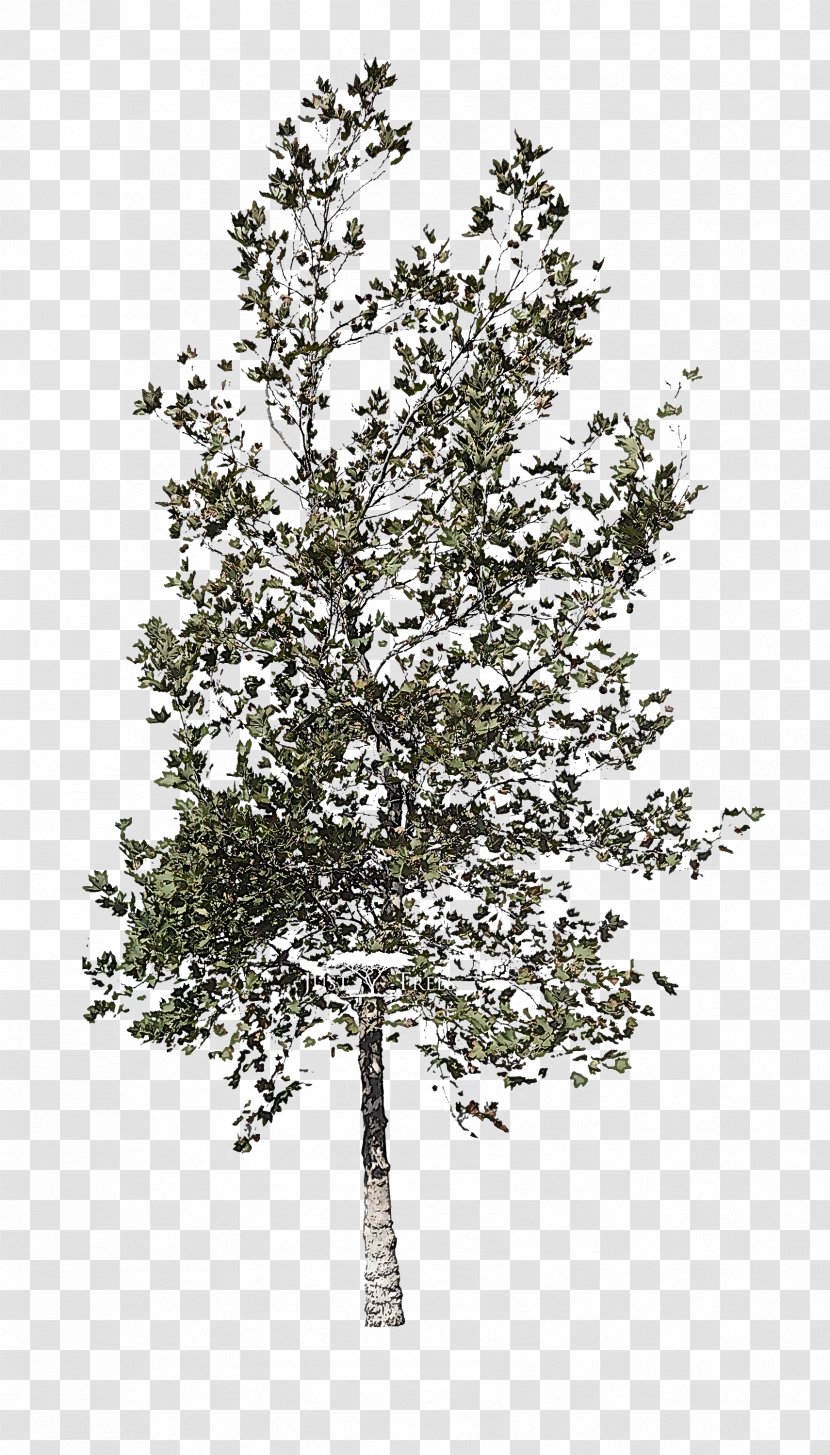 Plane - American Larch - Flowering Plant Transparent PNG