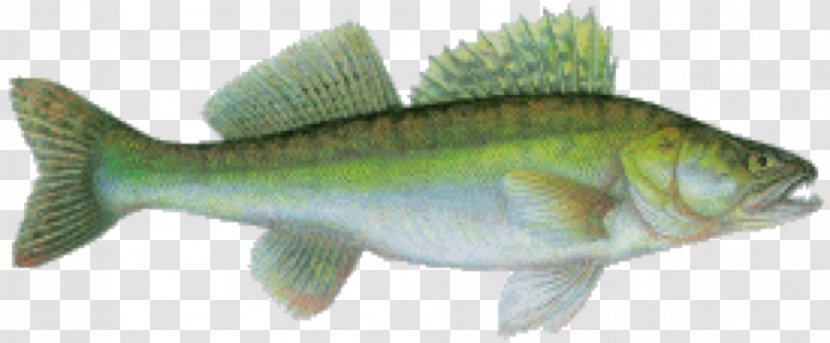 Perch Salmon Cod Barramundi Fish Products - Marine Biology - Cyprinus Carpio Transparent PNG