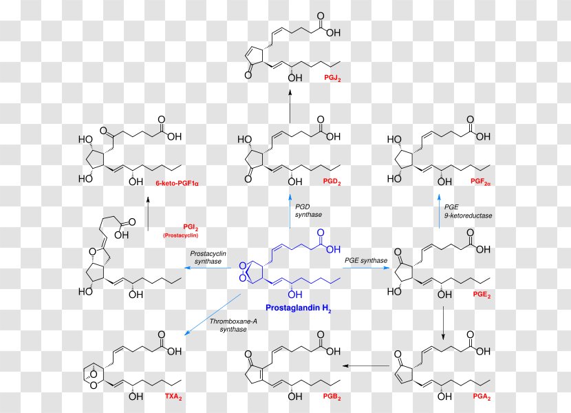 Prostanoid Prostaglandin H2 Thromboxane Arachidonic Acid - Diagram - Synthesis Transparent PNG