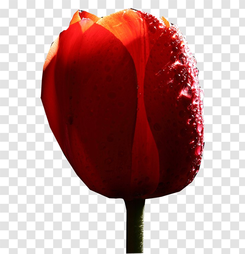 Tulip Rose Family Petal The Poppy - Seed Plant Transparent PNG