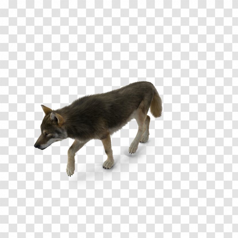Dog Breed Coyote - Carnivoran - Grey Wolf Transparent PNG