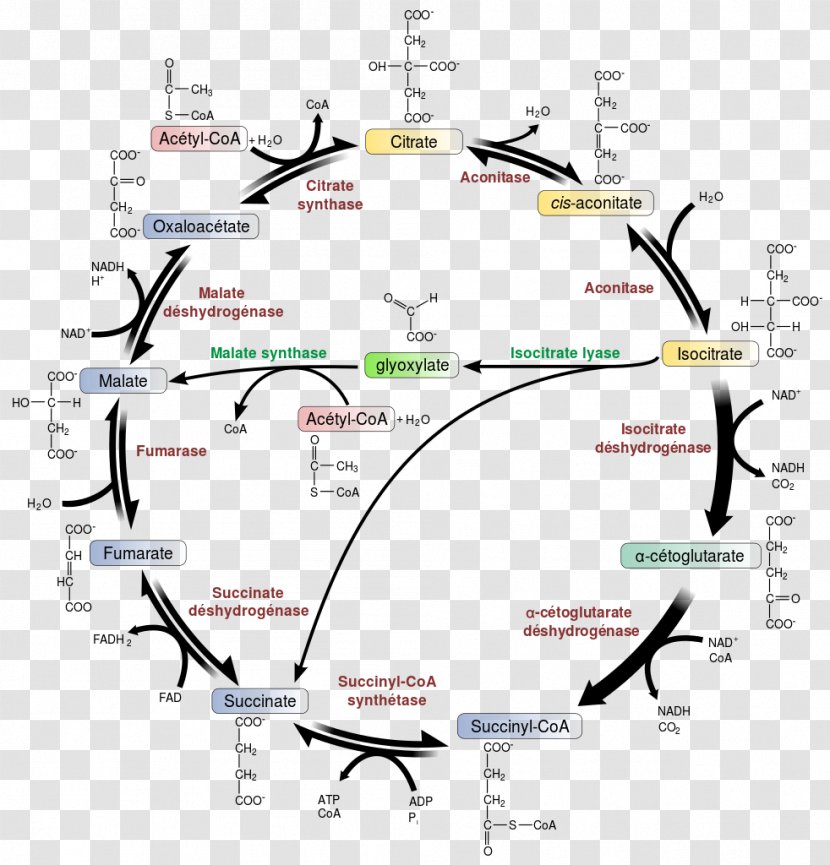 Citric Acid Cycle Glyoxylate Glycolysis Biochemistry - Metabolic Pathway Transparent PNG