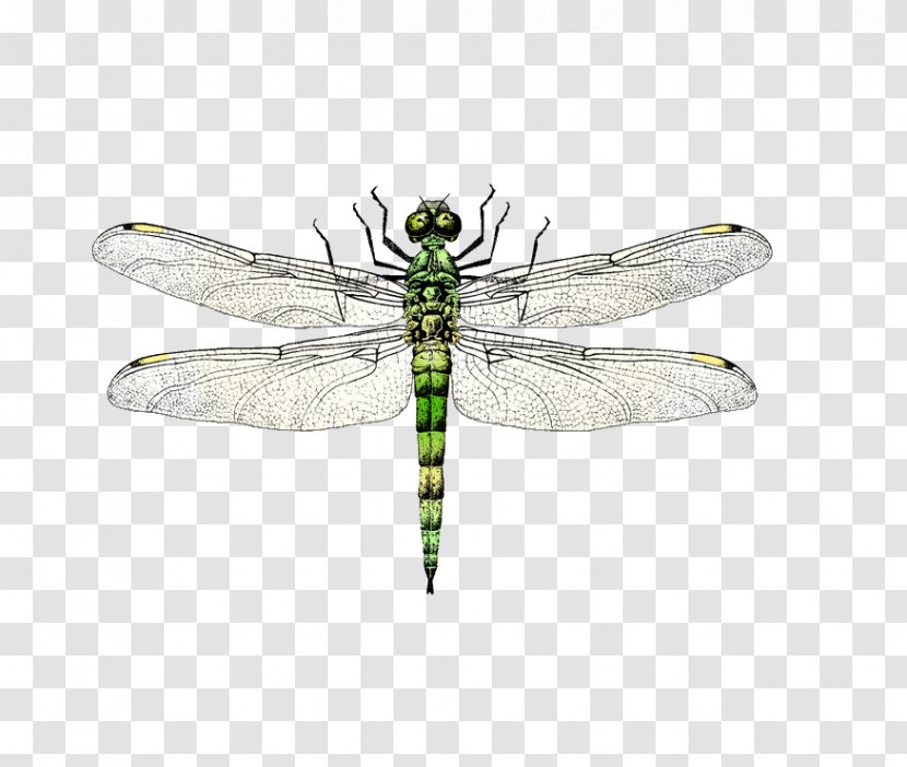 Insect Dragonfly Euclidean Vector - Membrane Winged Transparent PNG