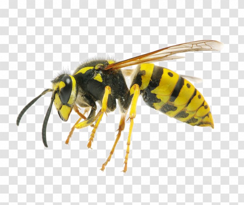 Hornet Insect Western Honey Bee Yellowjacket - Fly Transparent PNG