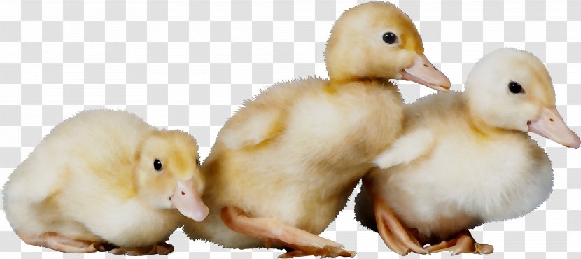 Duck Animal Communication Information - Poultry - Vertebrate Transparent PNG