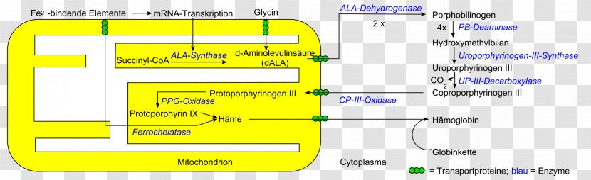 Porphyrin Heme Hemoglobin Coordination Complex Tetrapyrrole - Area - Iron Transparent PNG