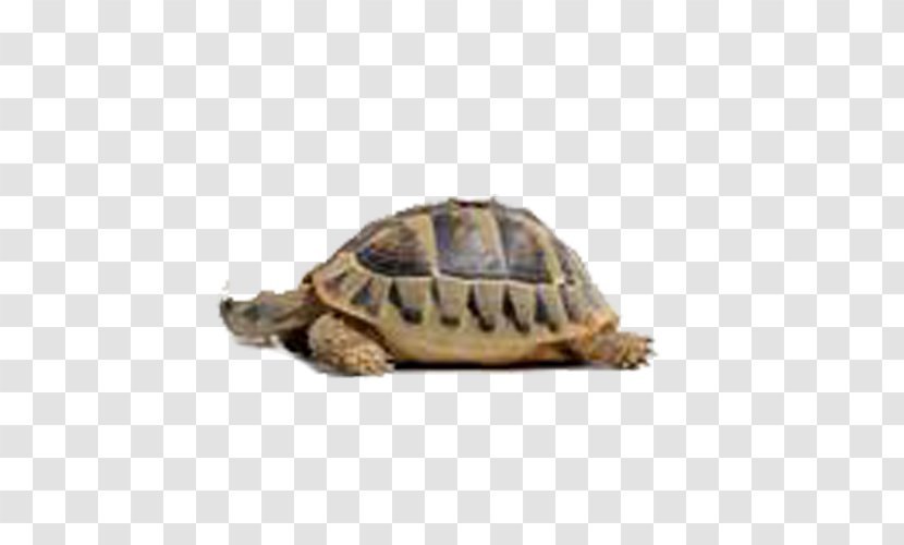 Chihuahua Turtle Puppy Cat Tortoise - Emydidae - Amphibian Transparent PNG