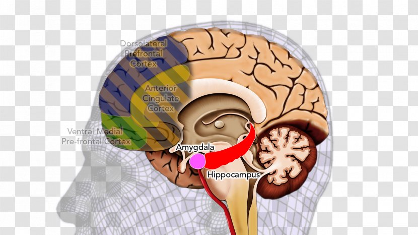 Keyword Tool Deposition Sciences, Inc. Research Courtroom Reptile - Watercolor - Amygdala Hijack Transparent PNG