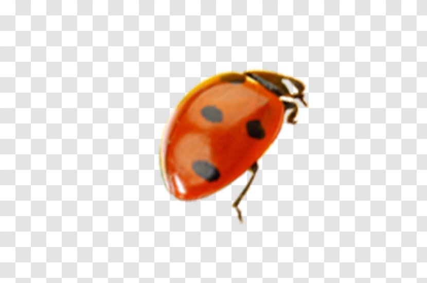 Ladybird Insect - Arthropod - Ladybug Design Material Transparent PNG