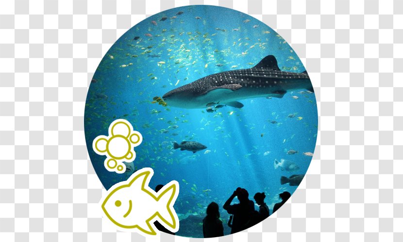 Georgia Aquarium Okinawa Churaumi Singapore Whale Shark Transparent PNG