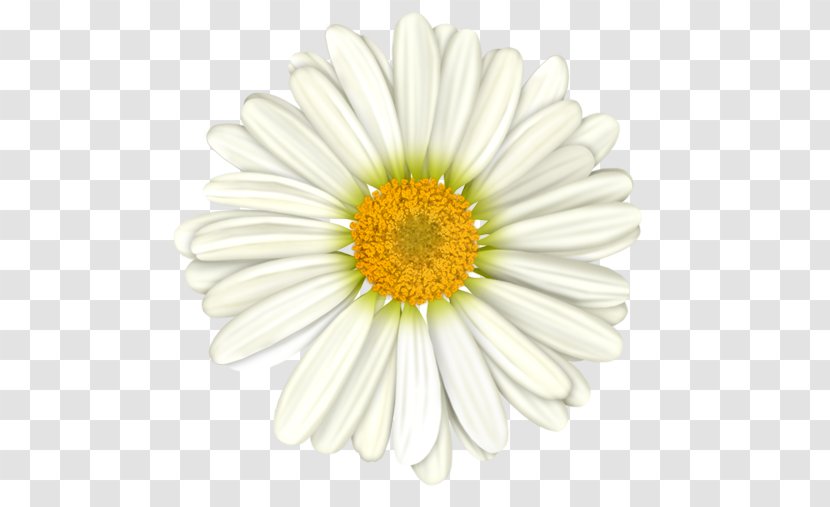 Chamomile Flower - Yellow Transparent PNG