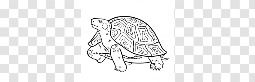Alligator Snapping Turtle Drawing Reptile Pencil Transparent PNG