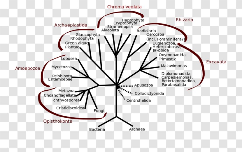 Mesomycetozoea Opisthokont Phylogenetic Tree Kingdom Protist - Flower - Plant Transparent PNG