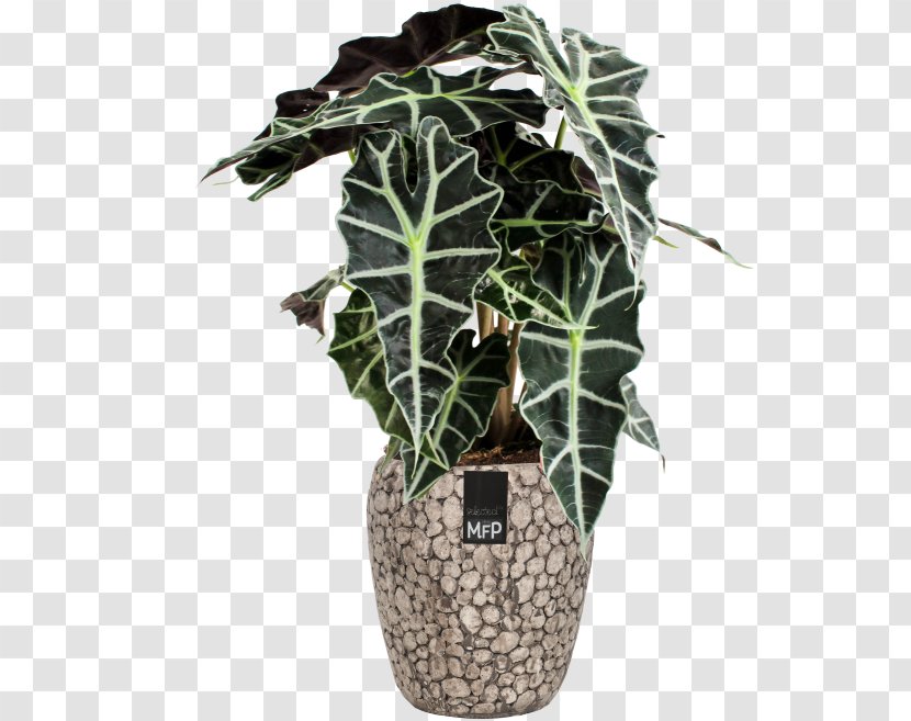 Houseplant New Guinea Shield Alocasia × Amazonica ARTPLANTS - Leaf Transparent PNG
