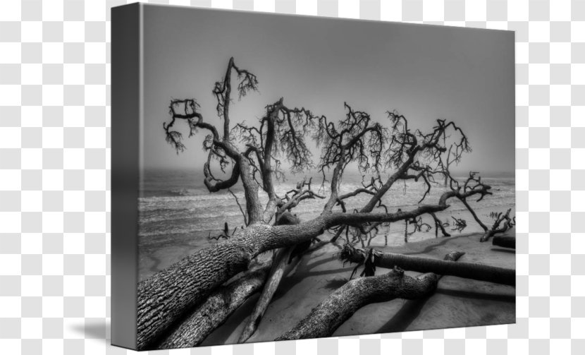 Landscape Photography Black And White Painting Art - Wood Transparent PNG