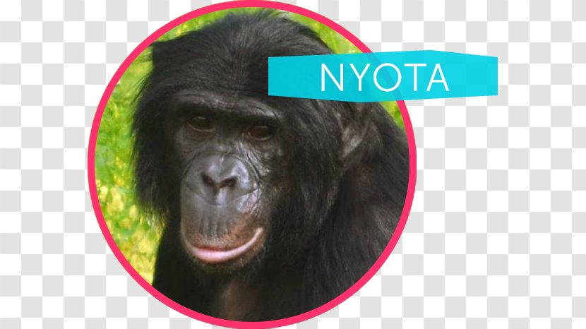 Common Chimpanzee Western Gorilla Bonobo Ape Cognition And Conservation Initiative Nyota - Cartoon - Apes Transparent PNG
