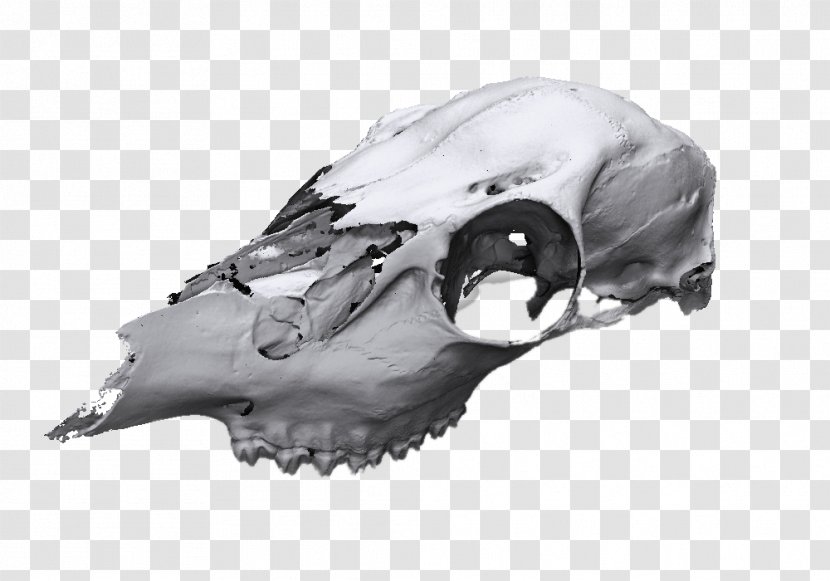 3D Scanner Skull Image - Animal Transparent PNG